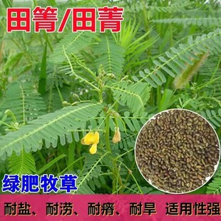 田菁种子碱青涝豆果园绿肥草种子四季牧草籽田青子紫色田箐种籽