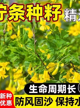 柠条种子护坡灌木草籽