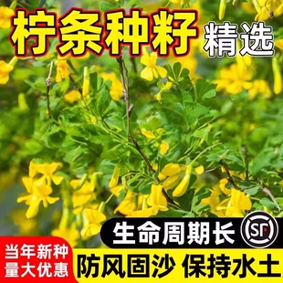 柠条种子护坡灌木草籽锦鸡儿白柠条种籽固沙保土树种简单护坡绿化
