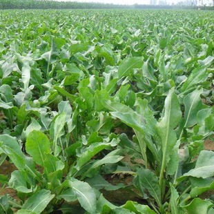 春播大叶板蓝根种子中药材种苗大青根大青叶种籽