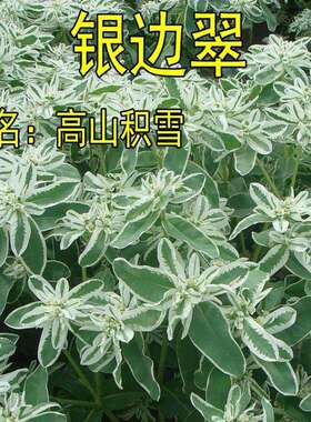 银边翠种子花卉花草种子多年