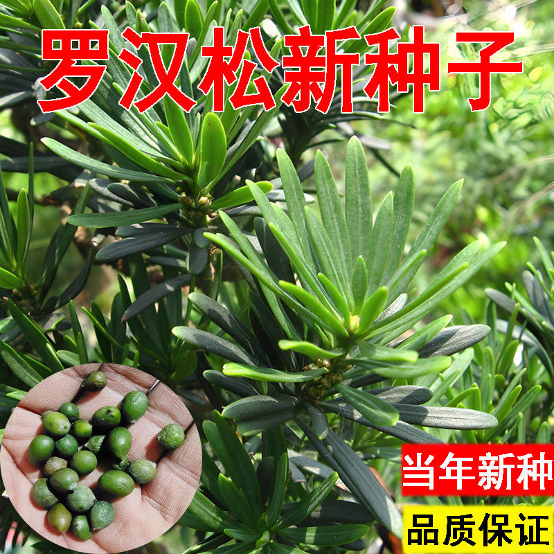 罗汉松种子新采雀舌罗汉松大叶小叶红芽日本罗汉松种子籽松树种子