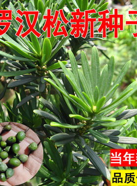 米叶罗汉松小盆栽金钻种子