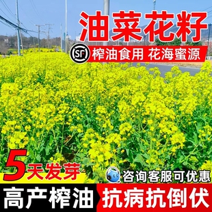 油菜花种子高产耐寒耐旱抗倒观赏食用高产早熟高出油多油菜花种籽