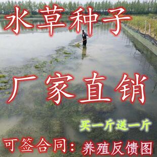 草鱼吃的水草鱼塘水草种子轮叶黑藻小龙虾鱼蟹养殖专用水草籽四季