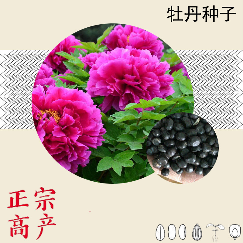 牡丹花籽盆栽洛阳四季种子