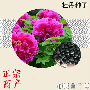 牡丹花种子花籽子牡丹籽油母丹花籽种仔盆栽洛阳四季好种牡丹种孑