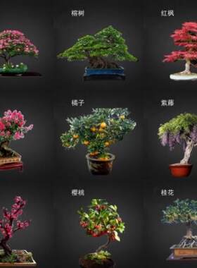 盆景花卉种孑花种子室内四季