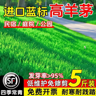 高羊茅种子四季耐寒护坡固土绿化草皮草籽庭院公园别墅多年生草种
