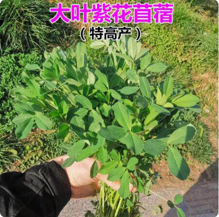 进口大叶苜蓿草籽多年生四季牧草紫花苜蓿草种兔子木须种菜芽耐寒