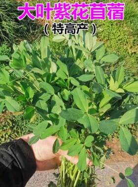 进口大叶苜蓿草籽多年生四季