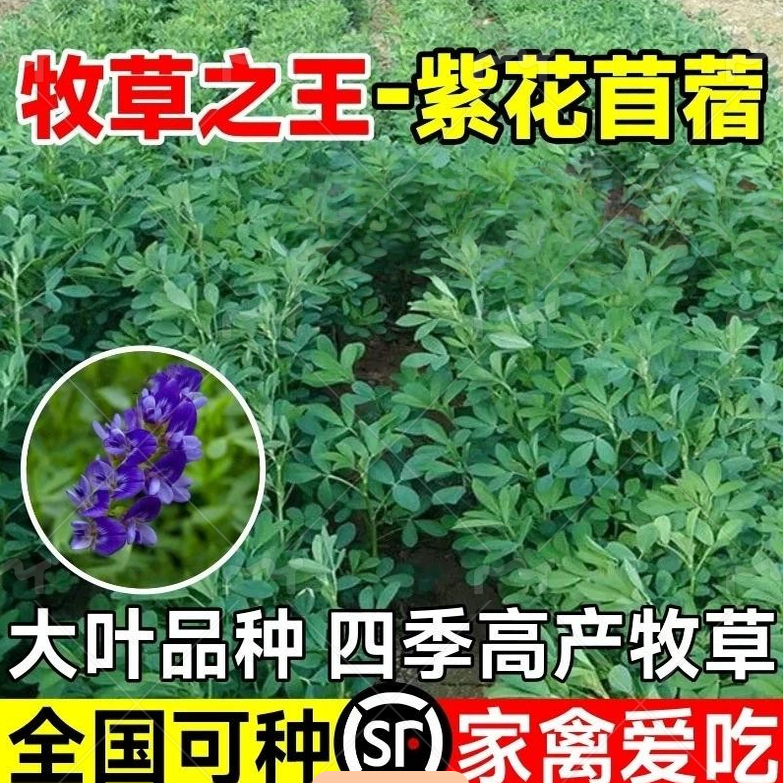 紫花苜蓿草种籽四季养殖