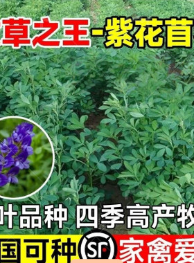 紫花苜蓿草种籽四季养殖