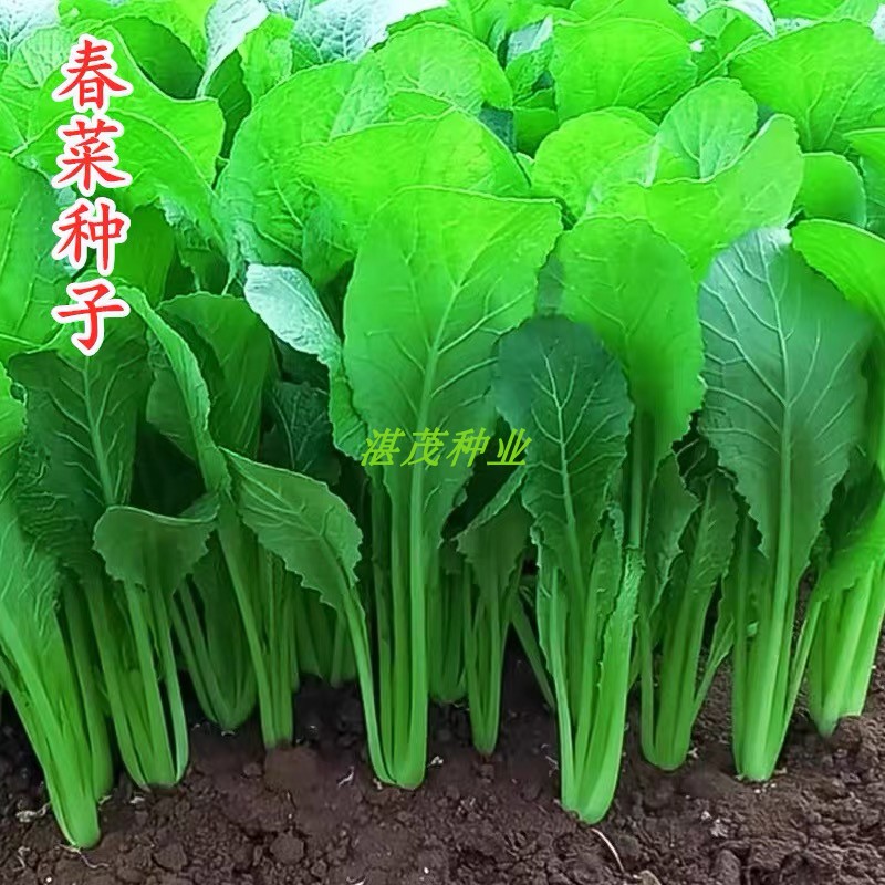 四季甜春菜种子四季播小白菜青菜种籽香芥菜耐寒热阳台盆栽蔬菜孑