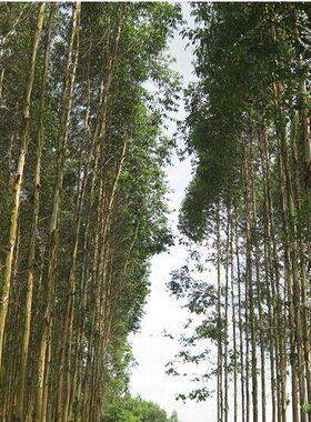 速生广林九号桉树种子 桉树种子 广9速生桉树 小叶桉树 尾巨桉