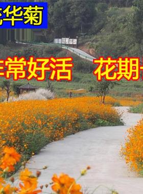 硫华菊种子黄波斯菊花种子黄秋英花籽硫化菊四季易种室外庭院花种