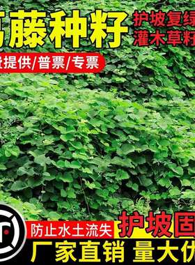 葛藤种子葛根油麻藤爬山虎牵牛花山边坡矿区绿化护坡爬藤植物种籽