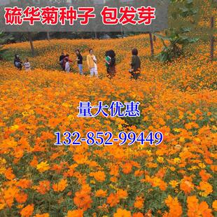 硫华菊花籽易活花种籽子播种开花硫化菊庭院室外黄秋英花种子