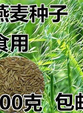 食用燕麦种籽大麦小麦荞麦种子