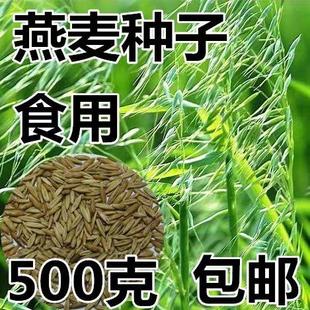 食用燕麦种籽 大麦小麦荞麦种子麦草农家麦苗种子500克新种子