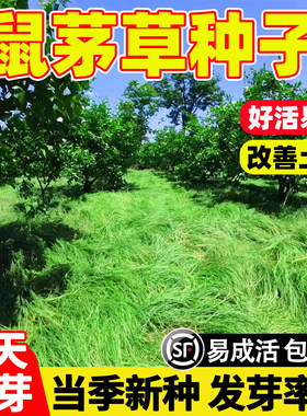 鼠茅草种子多年生果园绿肥固氮