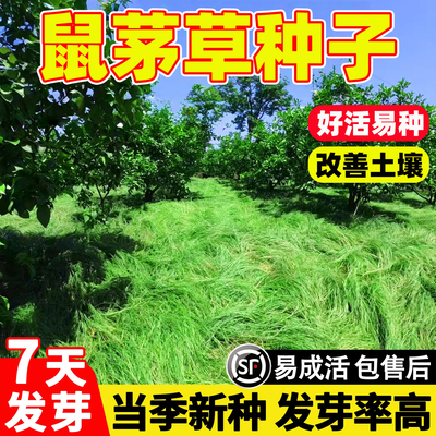 鼠茅草种子多年生果园绿肥固氮