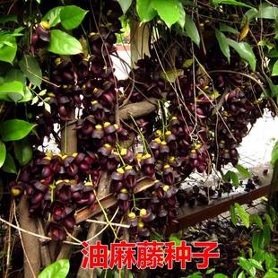 油麻藤种子大血藤牛马藤鸡血藤林木矿山复绿边坡绿化常绿爬藤草籽