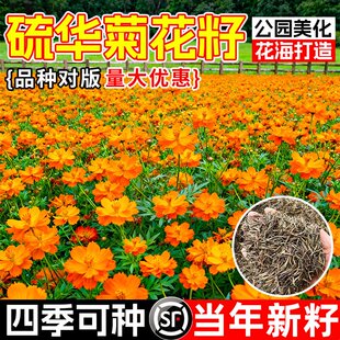 黄秋英硫化菊种子黄波斯菊花景观绿化花海播种开花卉花籽种子