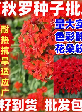 剪秋罗花种四季各种花种籽