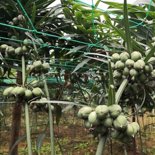 黄精种子 云南野生滇黄精种苗甜黄精种籽老虎姜鸡头姜形多花种苗