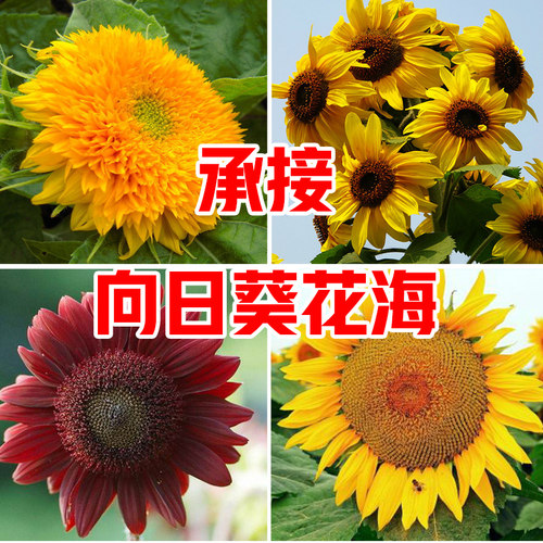 矮向日葵种子食用向日葵花种籽子盆栽观赏种开花孑植物室内外