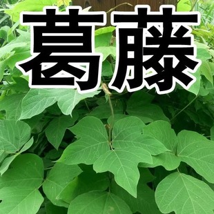 葛藤种子葛根爬山虎牵牛花油麻藤山边坡矿区绿化护坡爬藤植物种籽
