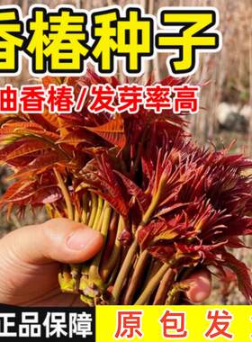 香椿籽种红油四季种植