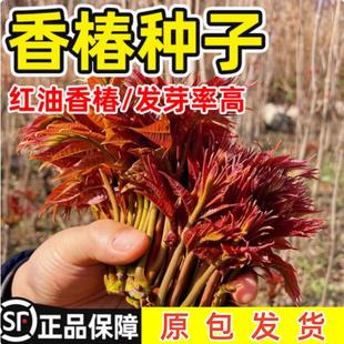 香椿籽种籽红油四季香椿树苗芽种孑水培种植树种嫩芽四川云南香椿