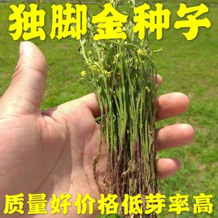 独脚金草种籽 独脚金草种原籽 独脚金种子 独脚金疳积草 独脚疳