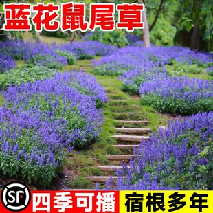 蓝花鼠尾草种子 红花鼠尾草 色块景观花海庭院草花种子多年生宿根