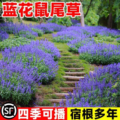 景观庭院多年生宿根蓝花鼠尾草