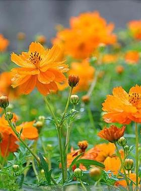 黄秋英硫化菊种子黄波斯菊花景观绿化花海播种开花卉花籽种子