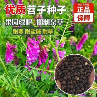 光叶紫花苕子种籽长柔毛野豌豆种子果园绿肥养蜂蜜源草种籽毛苕子