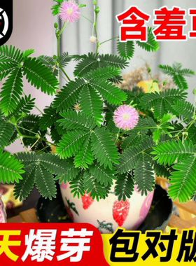 含羞草种子害羞花种孑四季播种苗花卉种籽子室内阳台绿植物小盆栽