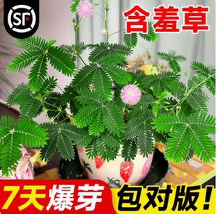 含羞草种子害羞花种孑四季播种苗花卉种籽子室内阳台绿植物小盆栽
