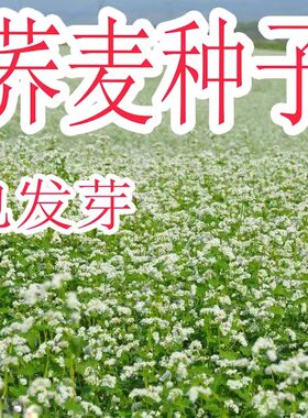 荞麦种子甜荞麦苦荞麦黑苦荞花