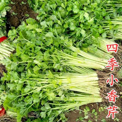 四季老品种实心小香芹