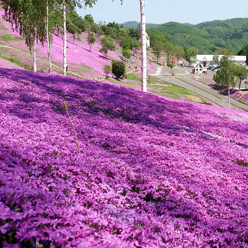 芝樱花种子福禄考室内庭院