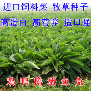 俄罗斯饲料菜种子鲁梅克斯牧草籽营养价值高新品牧草种子包邮