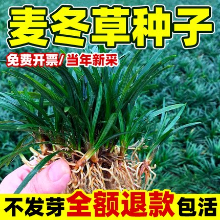 巨丰麦冬草籽四季庭院绿化图片