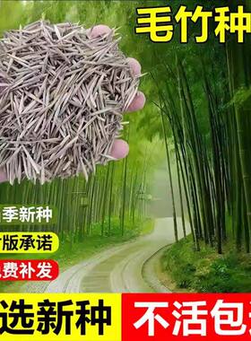 毛竹种子四季常青耐寒