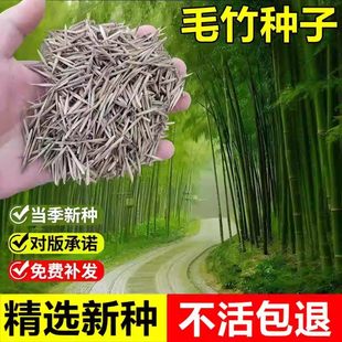 毛竹子篱笆围墙观赏植物耐寒黄金竹金镶玉罗汉竹四季常青种子