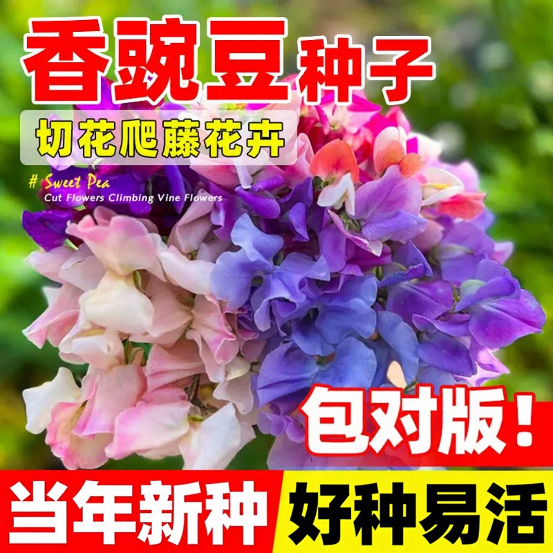 香豌豆花籽蝴蝶切花豌豆花种子孑庭院景观盆栽花海多年生爬藤花卉