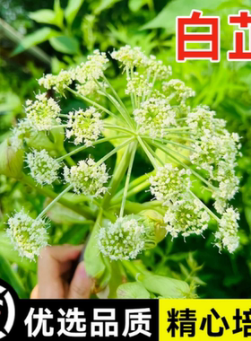 中药材白芷种子祁白芷种籽春秋季种植见效快红花牛膝白术黄芪种子